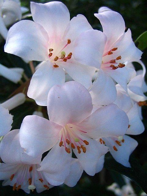 Twilight Serenade: Enchanted Evening Bloom Collection